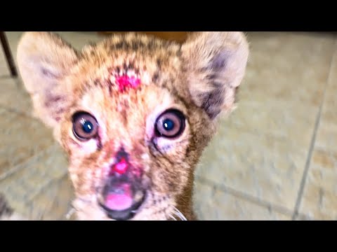 Видео: ЭТО УЖАСНО! Над львёнком издевались. Он истощен до КРАЙНЕЙ СТЕПЕНИ! Не знаем, сможет ли он выжить 😭