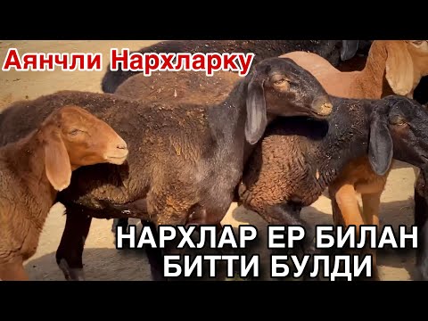 Видео: ХАКИКИЙ ДЕХКОН НАРХНИ СИНДИРДИ! Тухли куй НАРХЛАРИ.