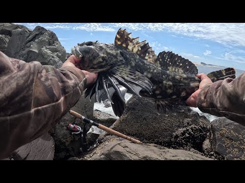 Видео: Большой кабезон, лингкод, зеленушка и другие виды рыбной ловли с причала