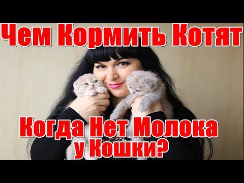 Видео: Новорожденные Шотландские  котята.Чем кормить малышей когда нет молока у кошки?