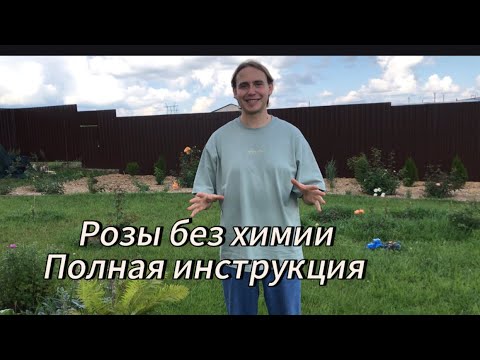 Видео: Здоровые розы без обработок? Да! Это возможно. Топ-5 главных правил