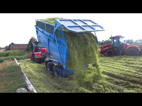 Видео: КИРОВЕЦ К-525 и К-739 утрамбуют что угодно. Заготовка силоса в яму.