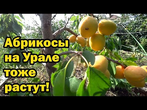 Видео: Стоит ли выращивать абрикосы на Урале?