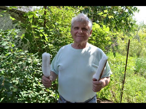 Видео: КАК ГАРАНТИРОВАНО УЛУЧШИТЬ ОПЫЛЕНИЕ ВИНОГРАДА