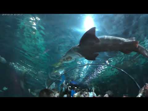 Видео: И дня не хватит...удивительный парк