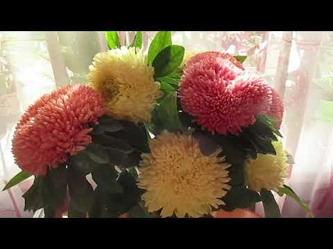 Видео: Самые красивые серии астр Балун и Карамболь 14.09.2018