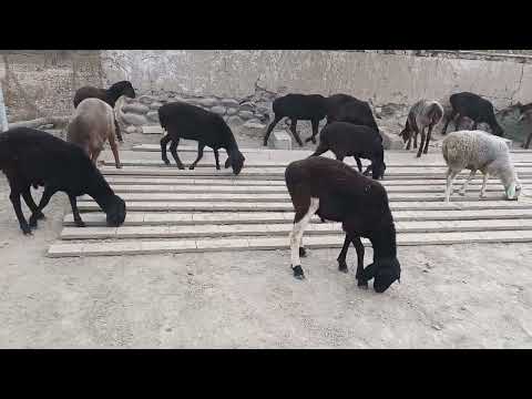 Видео: 29 октября 2025 г.