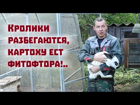 Видео: Неприятности приключаются и в спокойной деревенской жизни!..