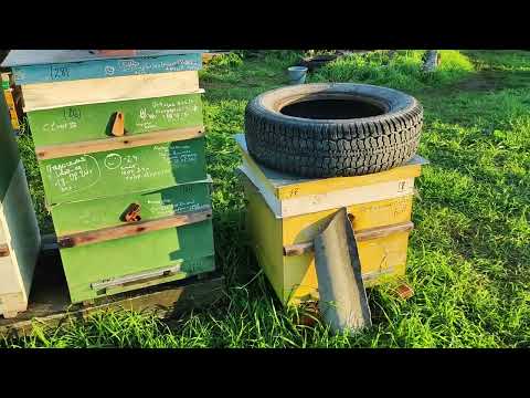 Видео: 26 08 24 в деревне на пасеке с пчелами