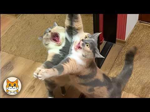 Видео: Самые смешные коты на Земле 😹 Вы не поверите, что они делают!