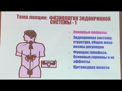 Видео: Часть 1. •Эндокринная система. •Функции гипофиза.Основные гормоны и их эффекты. •Щитовидная железа