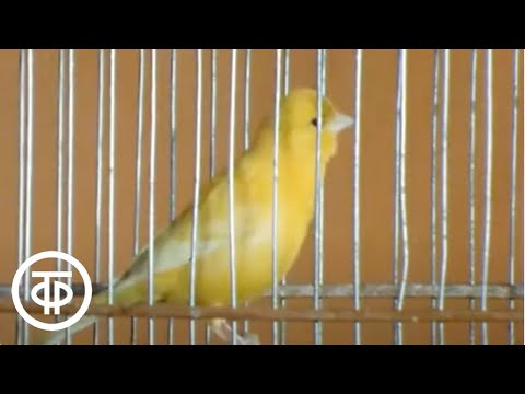 Видео: Аплодисменты запрещены (1986). Пение канарейки