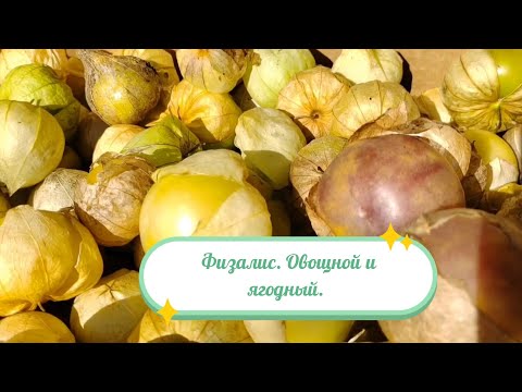 Видео: Физалис овощной и ягодный.