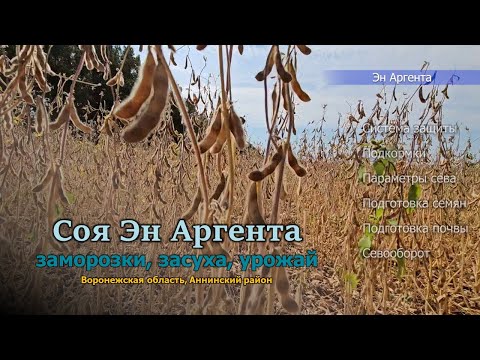 Видео: Соя на голодном пайке с нормой высева в 2 раза ниже рекомендуемой