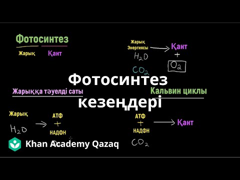 Видео: Фотосинтез кезеңдері | Қазақ Хан Академиясы