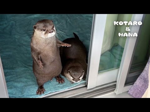 Видео: Выдры радостно прыгают при возвращении хозяина