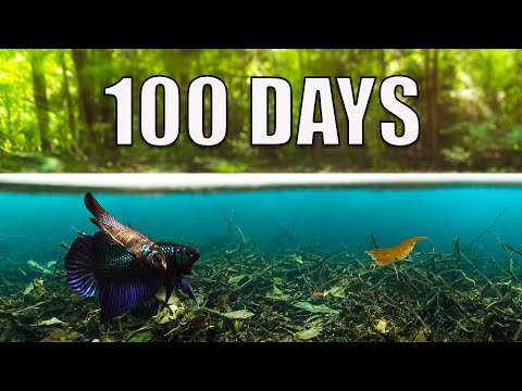 Видео: Я построил экосистему болотного леса за 100 дней