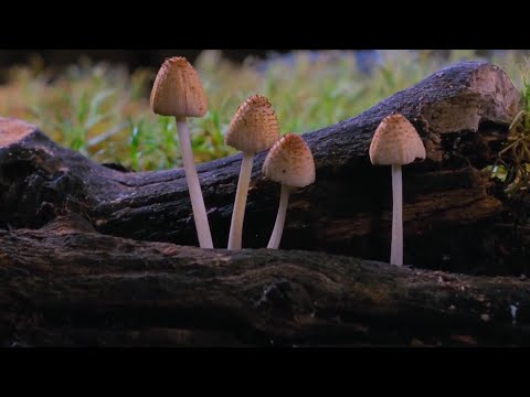 Видео: фантастический мир грибов