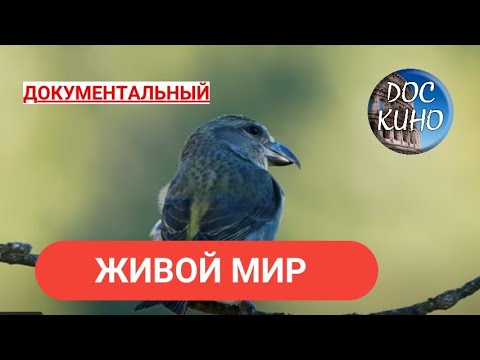 Видео: 🎭ЖИВОЙ МИР 🌎 ДОКУМЕНТАЛЬНОЕ КИНО 🎆 2019