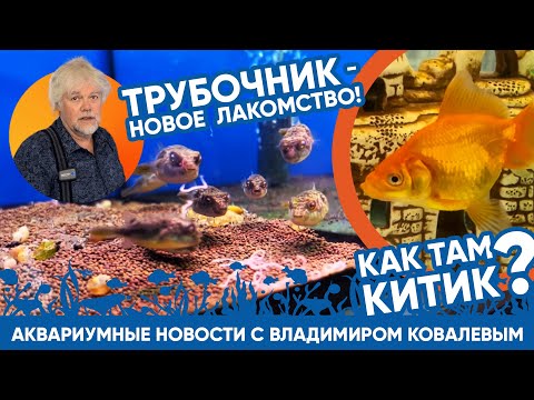 Видео: Аквариумные новости с Владимиром Ковалевым (22.08.2023). Живой трубочник + мини-конкурс!