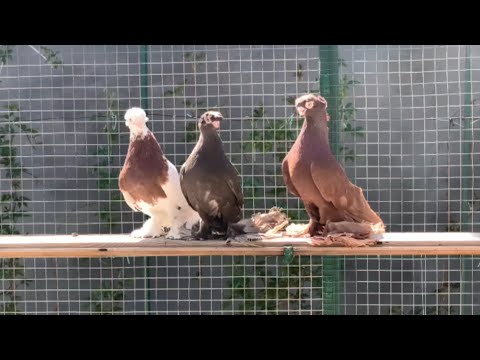 Видео: Белые Красные Желтые Капкан Гульбадам Жук Челкарь. Узбекские голуби