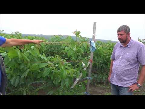 Видео: Обмен опытом с ЭКОСАД под руководством Алексея Васильевича Ткачука  Ореховый питомник  Второе поле