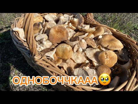 Видео: НЕТРОНУТОЕ ПОЛЕ ОДНОБОЧКИ 