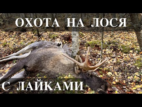 Видео: Охота на лося с Лайками.