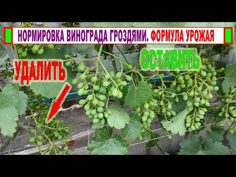 Видео: 🍇 Нормировка винограда гроздями. После ЭТОГО становятся НАСТОЯЩИМИ виноградарями))) Формула УРОЖАЯ!
