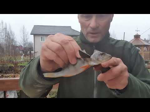 Видео: как завялить, почистить и съесть мелкого окуня.