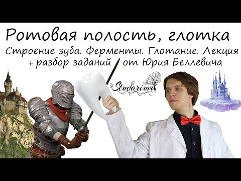 Видео: Ротовая полость. Строение зуба. Ферменты. Глотка. Лекция и разбор заданий от Юрия Беллевича