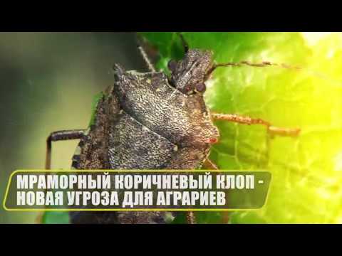 Видео: Мраморный коричневый клоп - новая угроза для аграриев