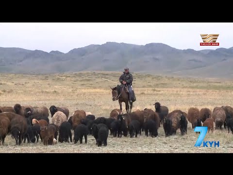 Видео: 28 қабырғалы қойды қайдан алуға болады?