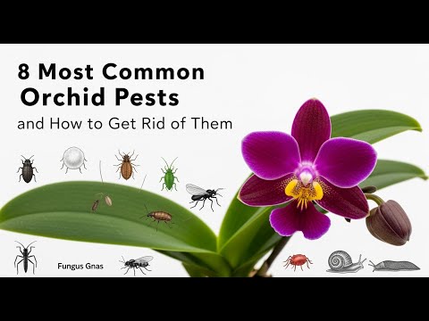 Видео: 8 самых распространенных вредителей орхидей и как от них избавиться
