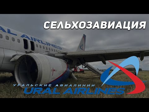 Видео: Посадка на пшеничное поле под Новосибирском. Рейс 1383, Сочи-Омск, Уральские авиалинии. Пшеница.