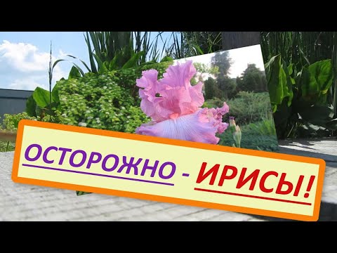 Видео: Ирис бородатый - необычное растение. Что любит или не любит ирис?