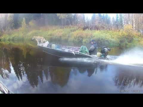 Видео: Гонки по реке Лопья, Южная Кельтма, Кама на болотоходе 22 л.с.