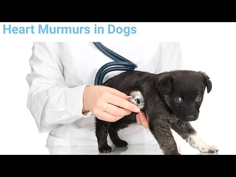 Видео: Шумы в сердце у щенков: мифы и факты