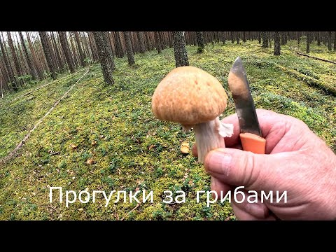 Видео: Прогулки за грибами | В незнакомом лесу набрал немного цыганок.