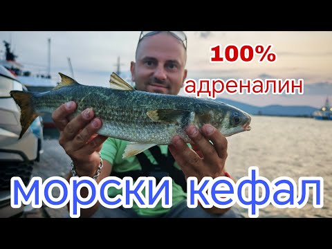 Видео: РИБОЛОВ на ПРИСТАНИЩЕ СОЗОПОЛ!ХВАНАХ ТРОФЕЙНА РИБА на ДЪНО !