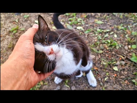 Видео: 💔Бездомная кошка подошла чтобы попросить еды и помощи | У неё больные лапки и трое котят 😭cat