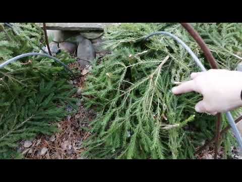 Видео: Укрываем розы на зиму! 