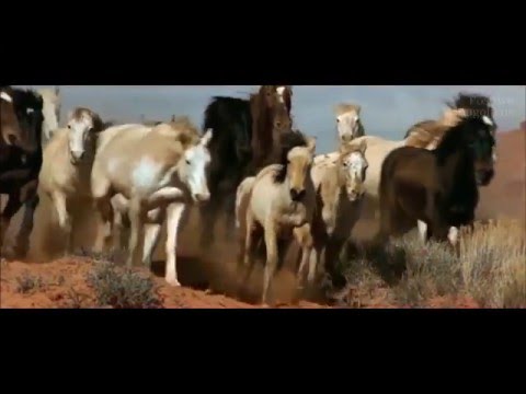 Видео: Швед дэх Монголчуудын амьдрал  2-р хэсэг