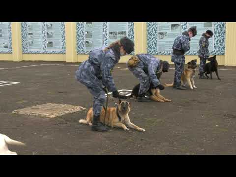 Видео: Сюжет телекомпании "Ветта24" - "Один день курсанта глазами журналиста"