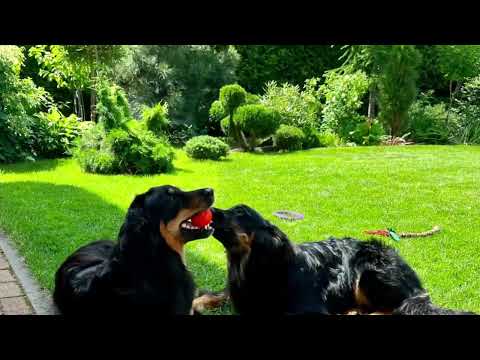 Видео: Камелия и Лисса #hovawart