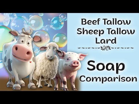 Видео: «Полное сравнение мыла: говяжий жир, овечий жир и свиной жир — неожиданные результаты!»