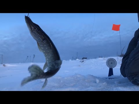 Видео: Рыбалка на ЖЕРЛИЦЫ. Рыбалка в Калужской области.Плотва на мормышку.