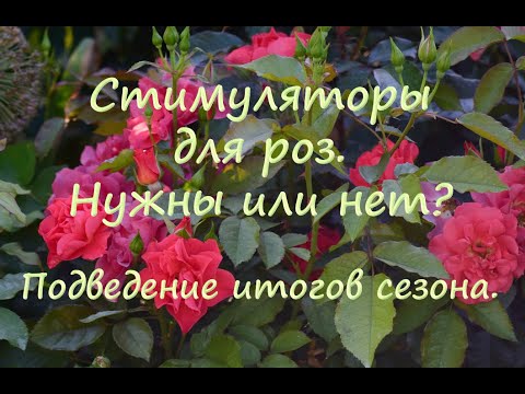 Видео: Стимуляторы для роз.  Нужны или нет? Подведение итогов сезона.