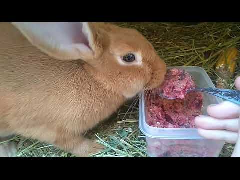 Видео: Правильно кормление кормящих крольчих/Чем кормить кормящих крольчих?