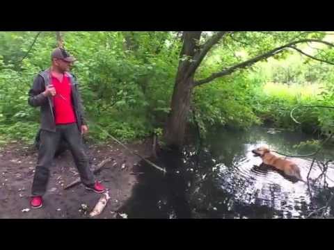 Видео: АНТУАН НАДЖАРЯН в приюте "Красная Сосна"